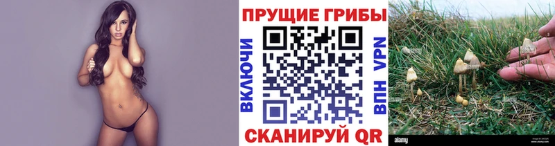 Галлюциногенные грибы MAGIC MUSHROOMS  blacksprut ссылки  Злынка 